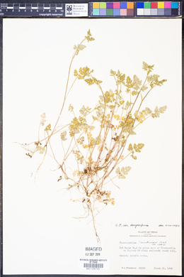 Chaerophyllum tainturieri var. dasycarpum image