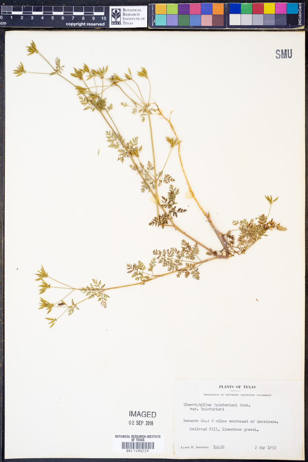 Chaerophyllum image