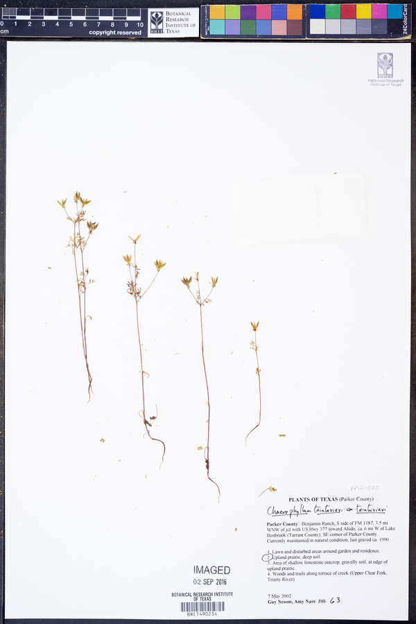Chaerophyllum tainturieri var. tainturieri image
