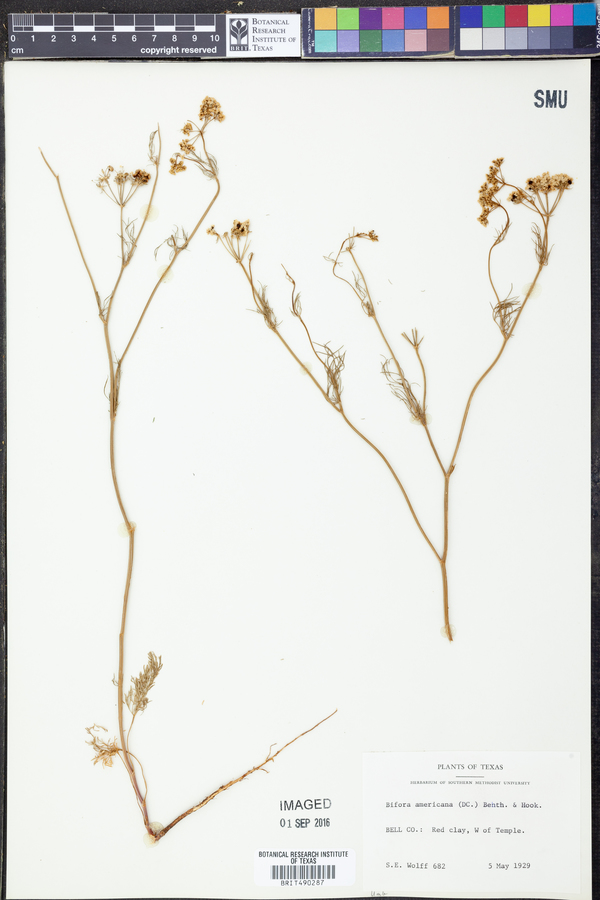 Bifora americana image