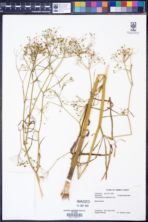 Cynosciadium image