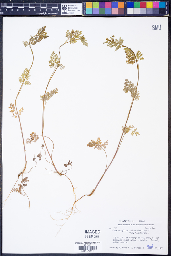 Chaerophyllum tainturieri image