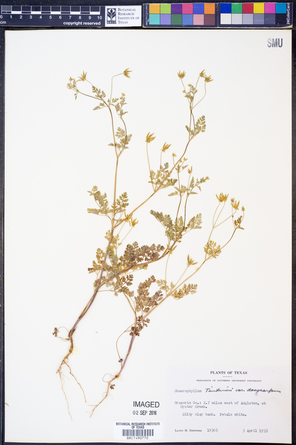 Chaerophyllum tainturieri var. dasycarpum image