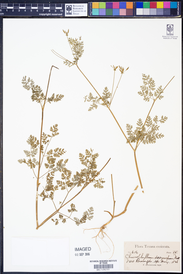Chaerophyllum dasycarpum image