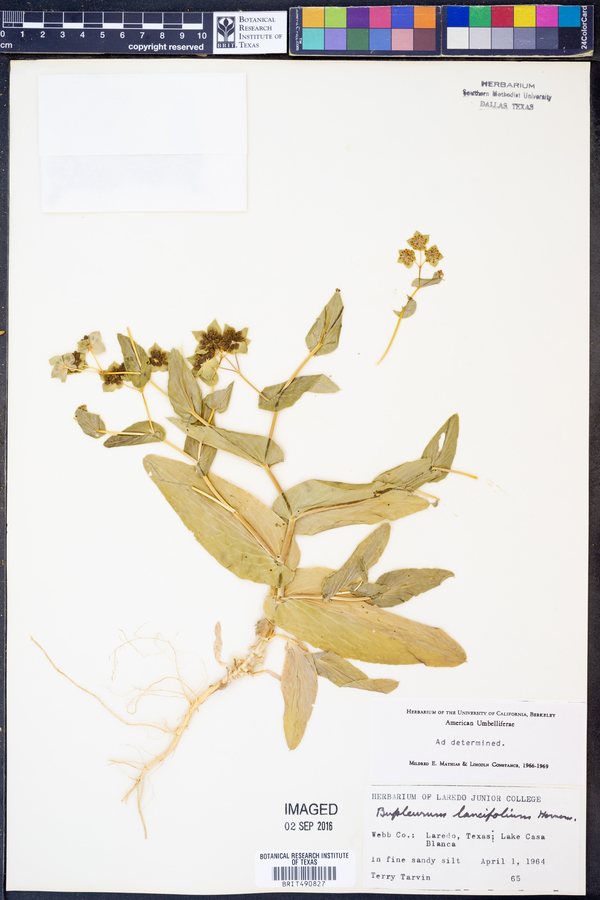 Bupleurum lancifolium image