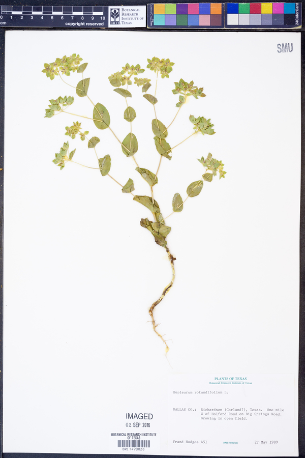 Bupleurum rotundifolium image