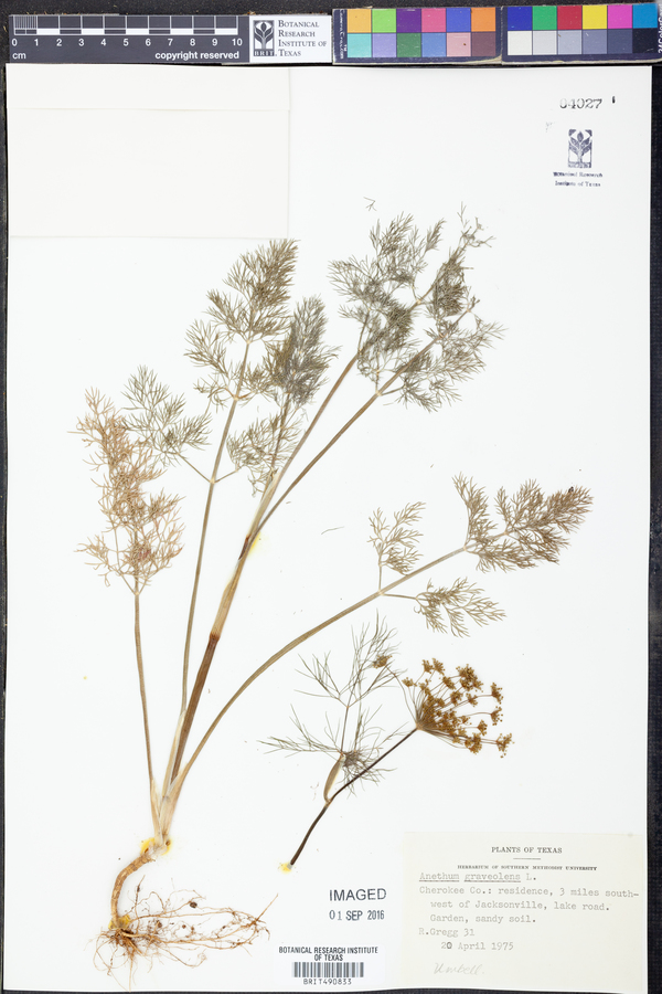 Anethum graveolens image