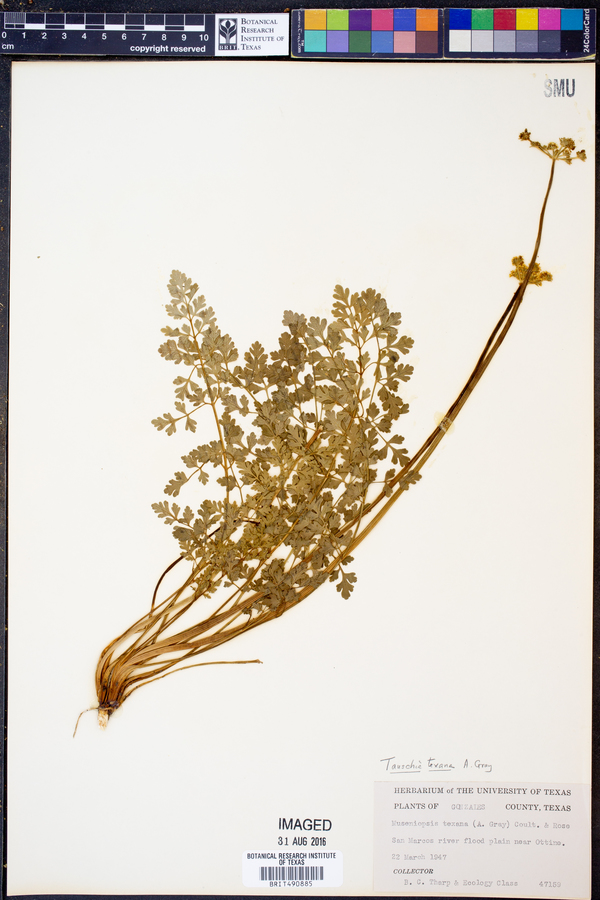 Tauschia image