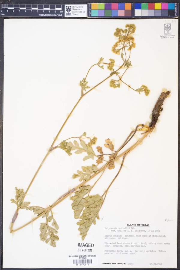 Polytaenia nuttallii image