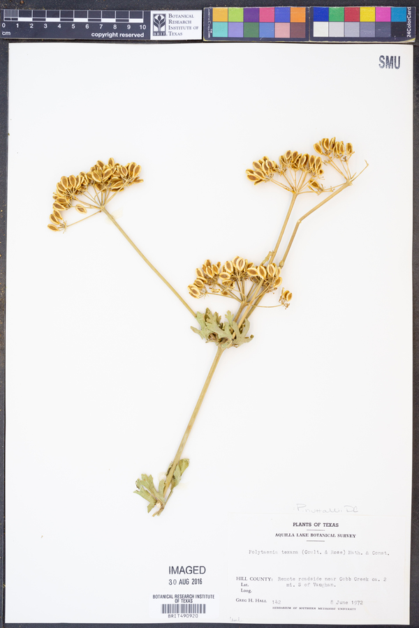 Polytaenia nuttallii image