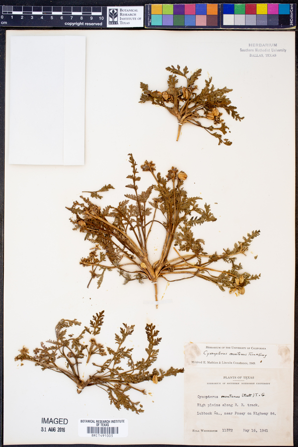 Cymopterus montanus image