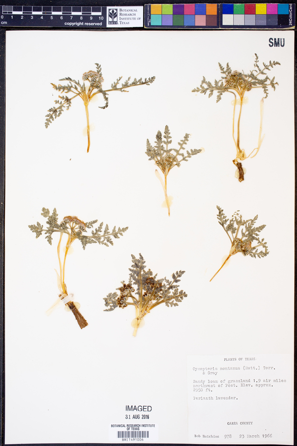 Cymopterus montanus image