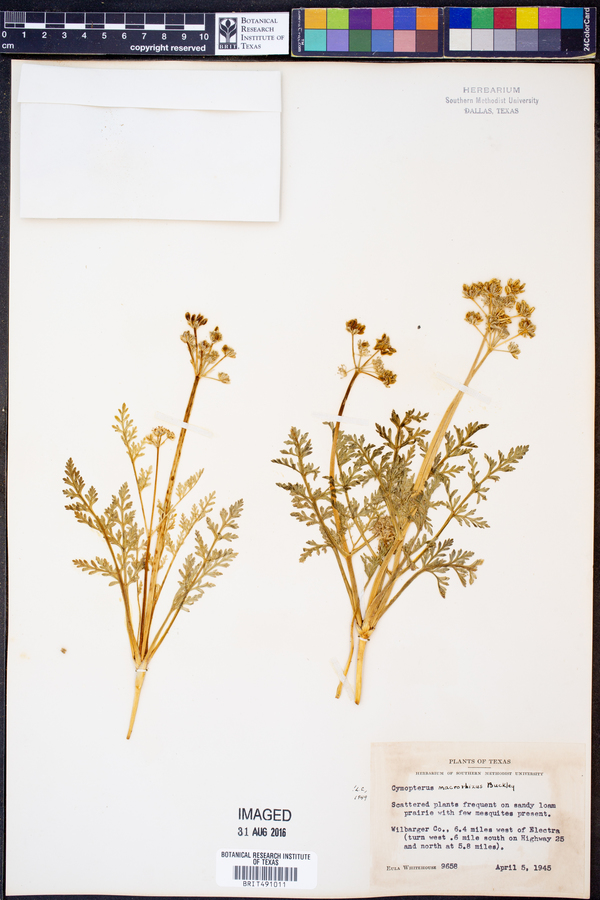 Cymopterus macrorhizus image