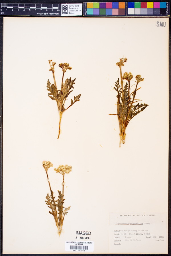 Cymopterus macrorhizus image