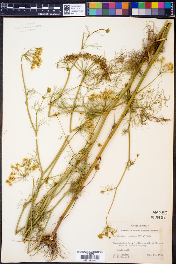 Ptilimnium costatum image