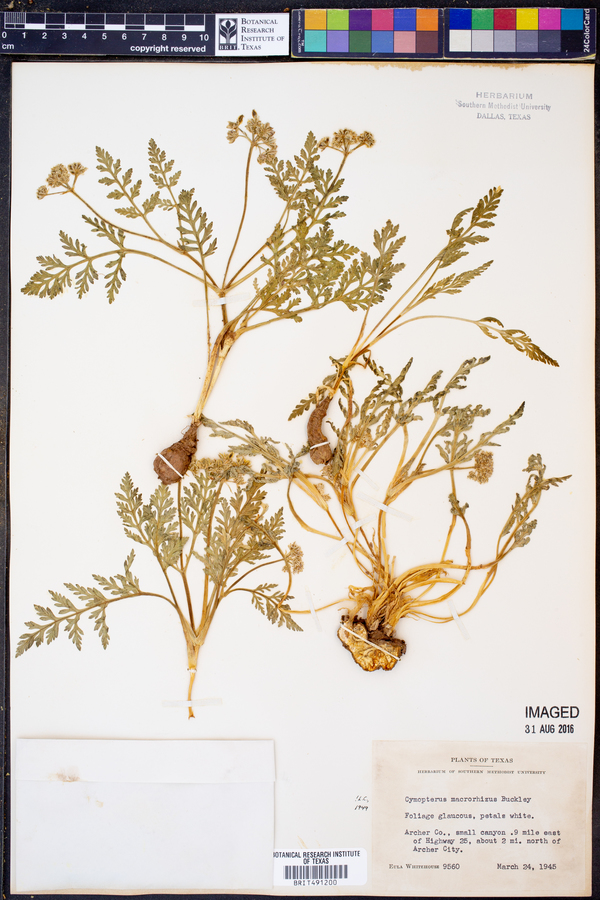 Cymopterus macrorhizus image
