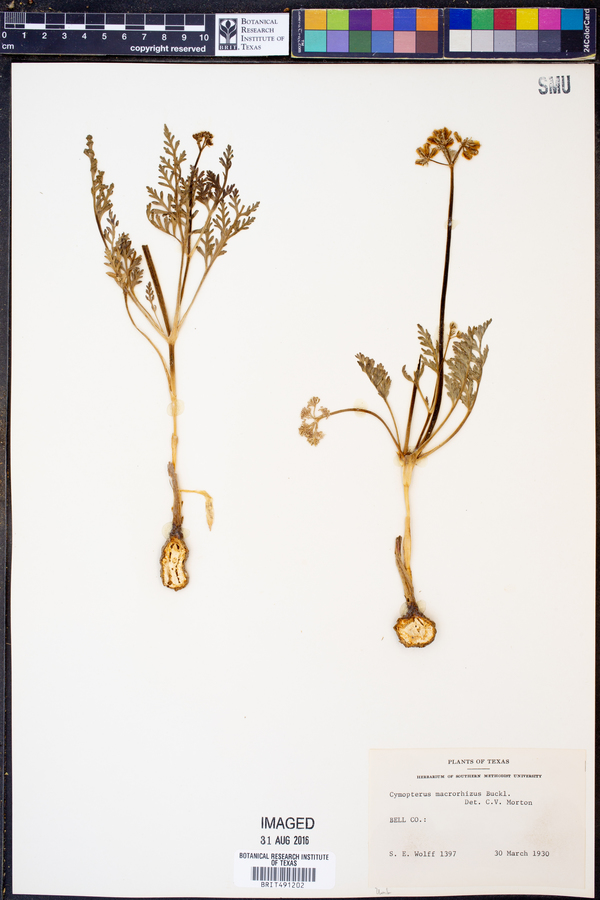 Cymopterus macrorhizus image
