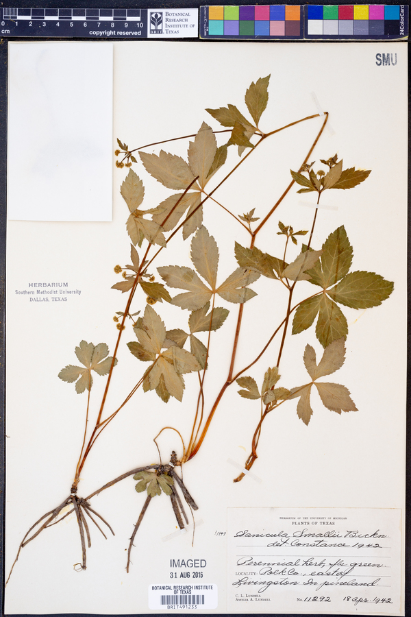 Sanicula smallii image