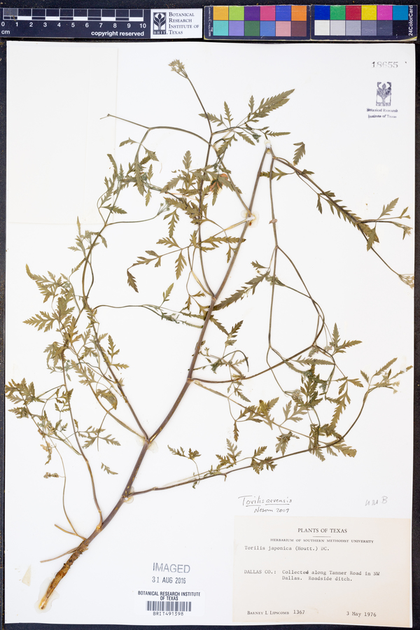 Torilis arvensis image