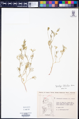 Spermolepis lateriflora image