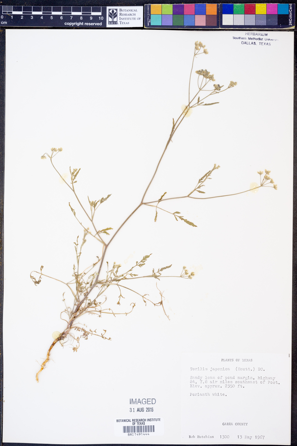 Torilis image