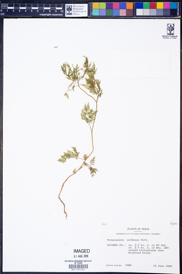 Trepocarpus image