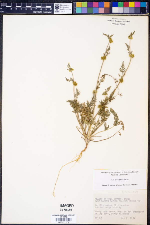 Torilis nodosa image
