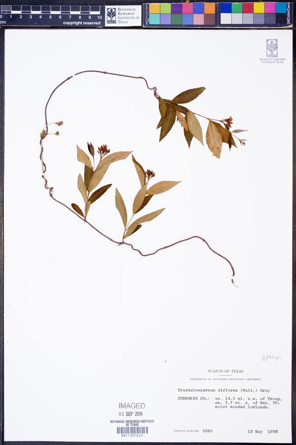 Trachelospermum image