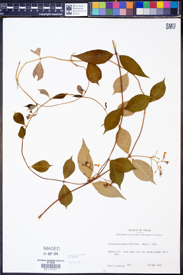 Trachelospermum image