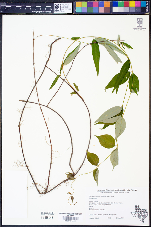 Trachelospermum difforme image