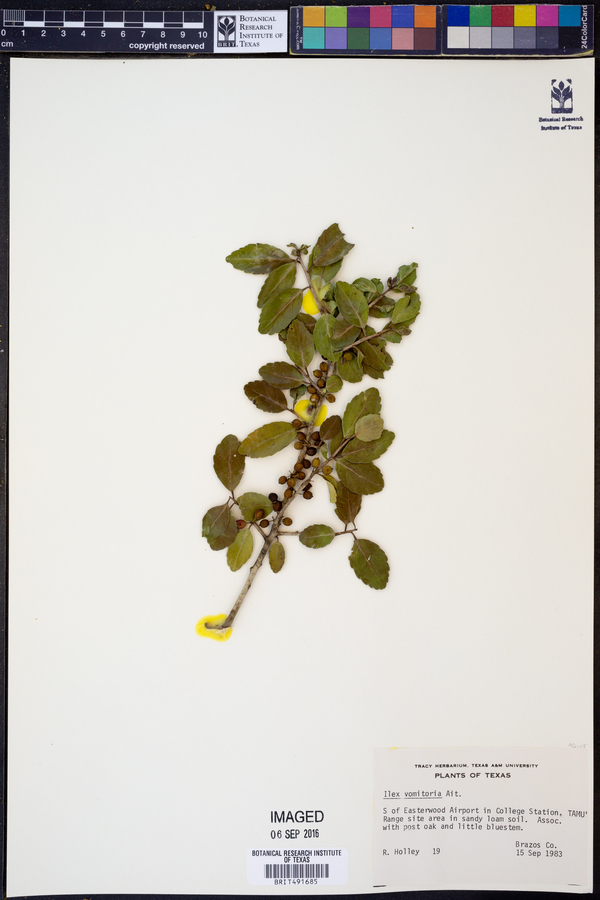 Ilex vomitoria image