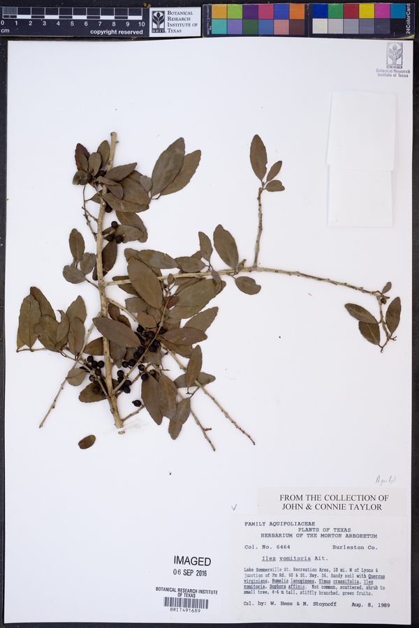 Ilex vomitoria image