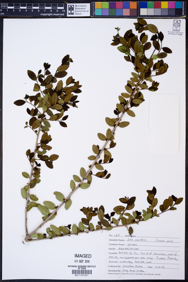 Ilex vomitoria image