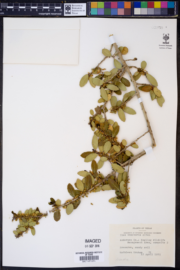 Ilex vomitoria image
