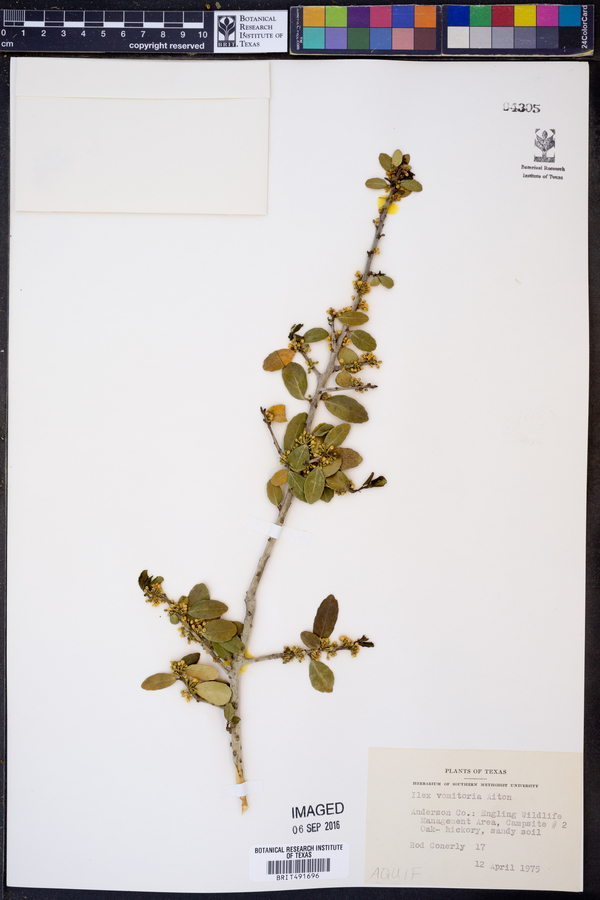 Ilex vomitoria image