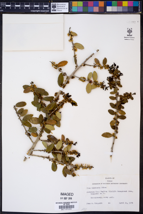 Ilex vomitoria image