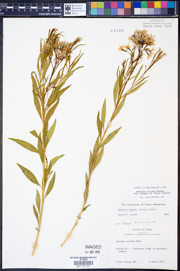 Amsonia ciliata image