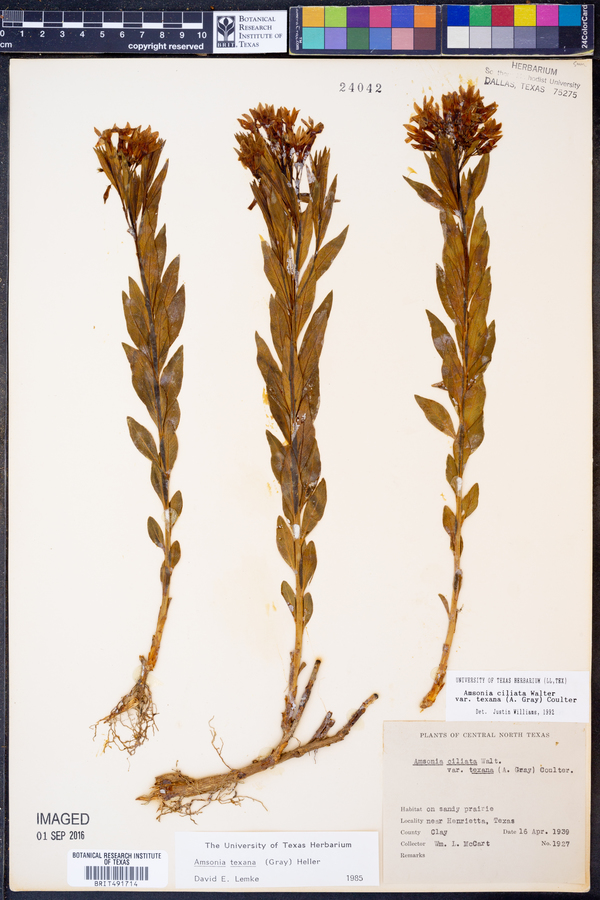 Amsonia ciliata image