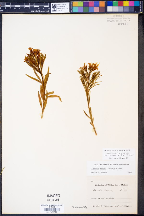 Amsonia ciliata var. texana image