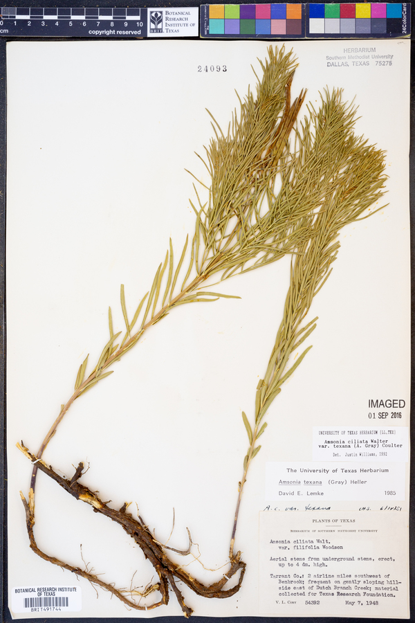 Amsonia ciliata image
