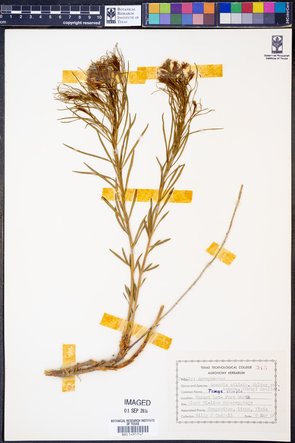 Amsonia ciliata image