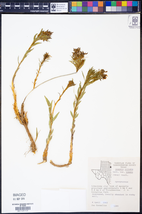 Amsonia ciliata var. texana image