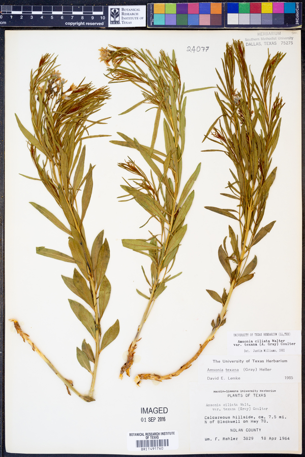 Amsonia ciliata image
