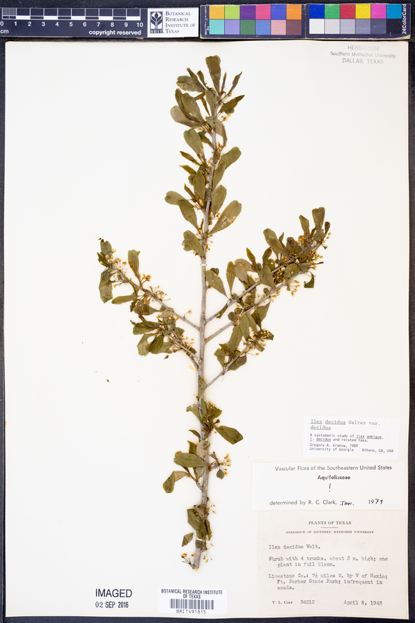 Ilex decidua var. decidua image