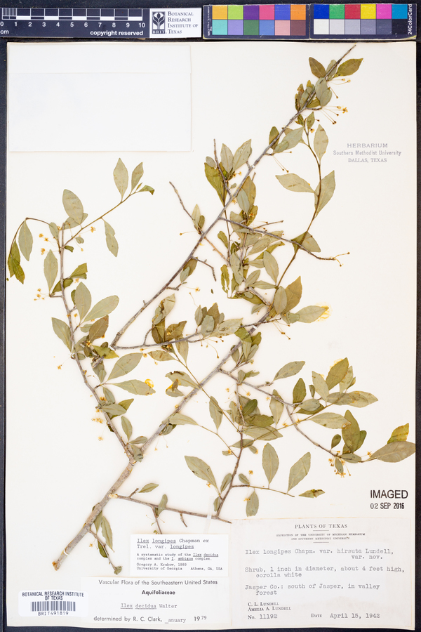 Ilex longipes var. hirsuta image