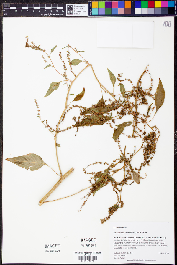 Amaranthus cannabinus image