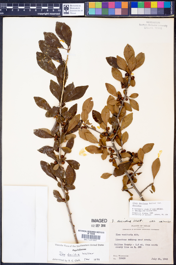 Ilex decidua var. decidua image