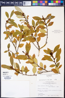 Ilex coriacea image