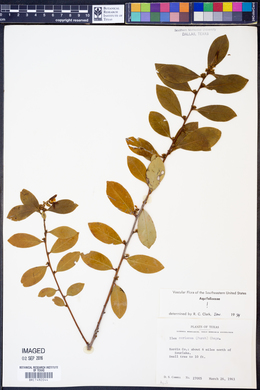 Ilex coriacea image