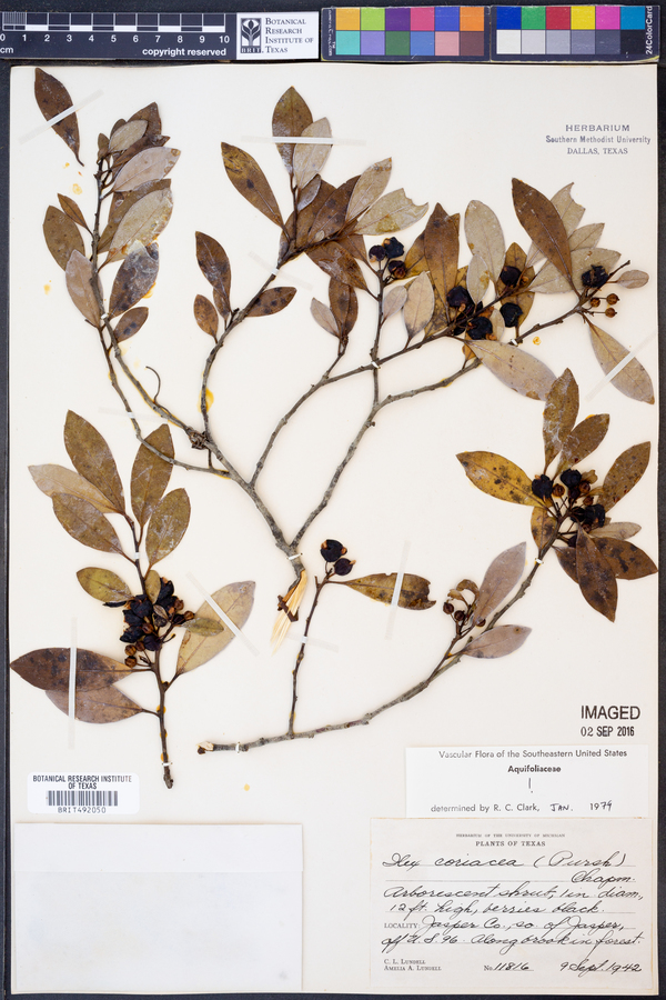 Ilex coriacea image